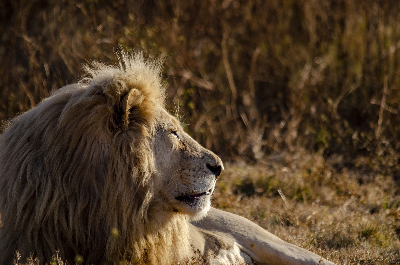Why Everyone’s Booking These Kenya Tanzania Safari Deals in 2025