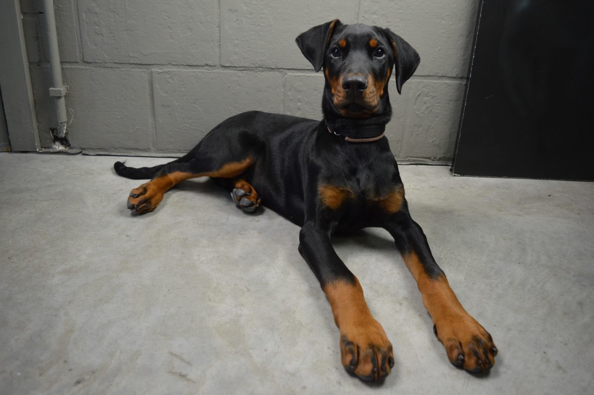 Doberman Puppies for Sale
