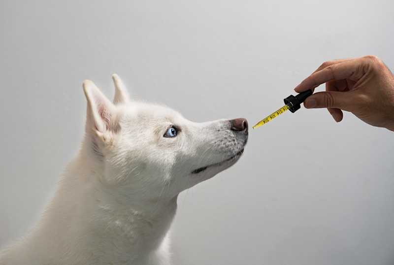 Common Allergies in Dogs and How CBD Can Help Cure Them