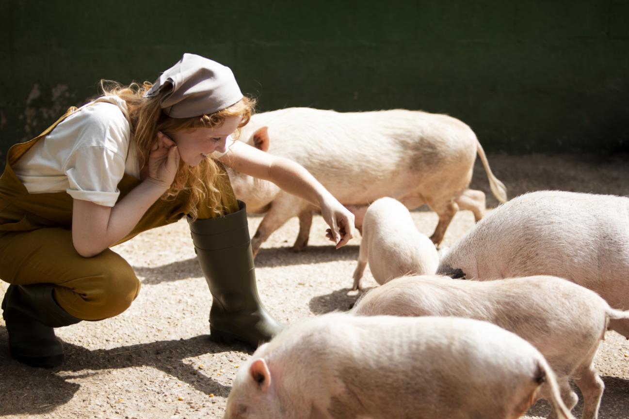 How Showstock Supplements Support Joint Health and Mobility in Pigs