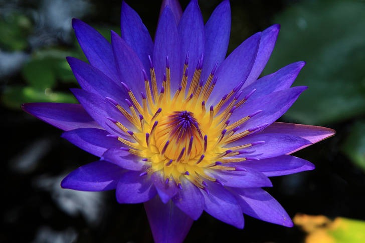 Sacred Blue Lotus