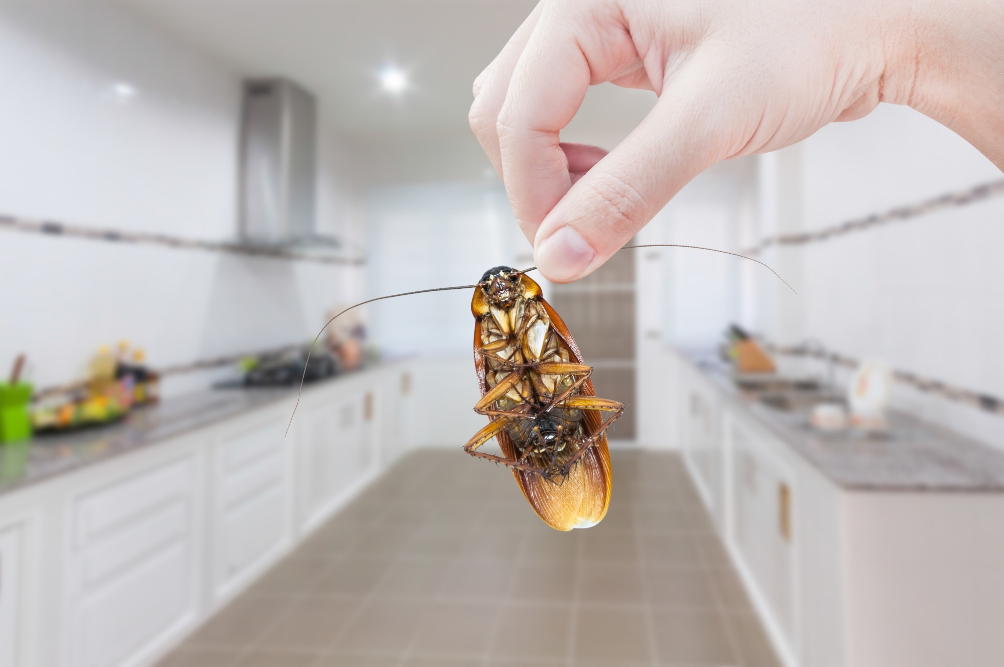 The Best Ways to Keep Insects Out of Your Home