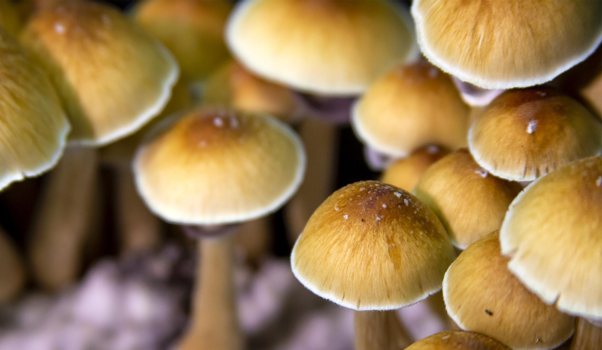 Why Hallucinogenic Mushroom Tea Is Becoming the Preferred Way to Enjoy Shrooms