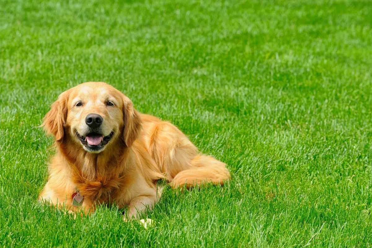 Safe, Clean and Durable Grass for Dogs
