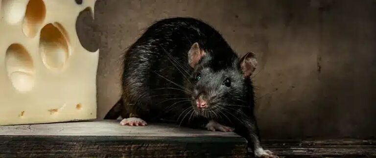 Rat Control Vancouver Effective Strategies for Urban Pest Management