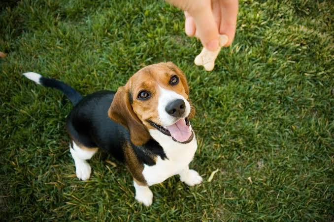 The Best Positive Reinforcement Techniques for Dog Potty Training 